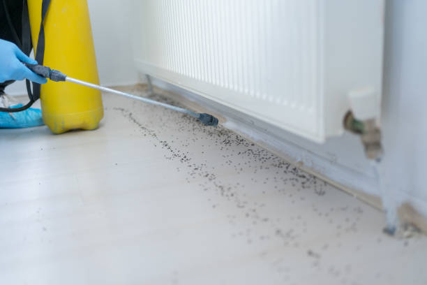 Best Local Pest Control Services  in Inverness, FL